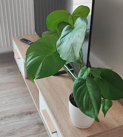 Nad Jeziorem W Olecku Apartment *